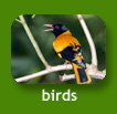 My Neighbours : Birds