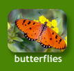 My Neighbours : Butterflies