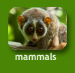My Neighbours : Mammals